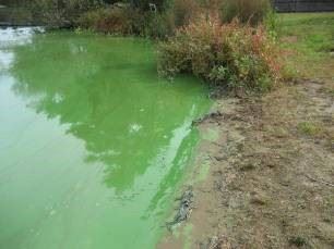 Algae bloom with scum layer